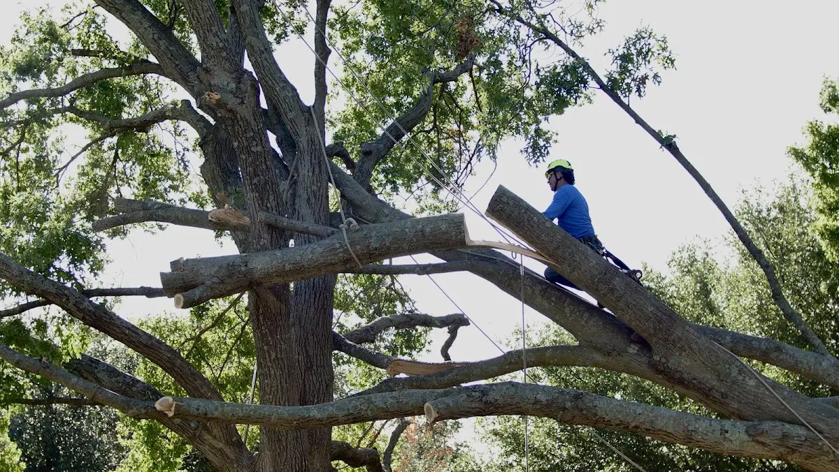 Professional Crown Thinning performed by certified arborists in Lehman