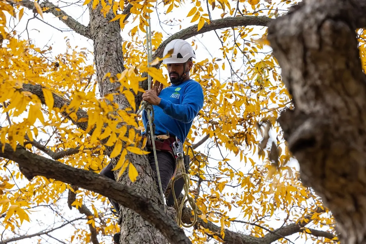 Skilled Tree Transplanting crew working in Lehman